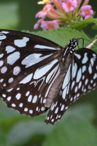Blue Tiger a common butterfly in the area © Gehan de Silva Wijeyeratne