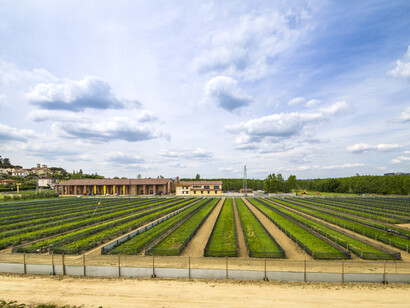 Snails growing areas in Arcenni farm at Capannoli