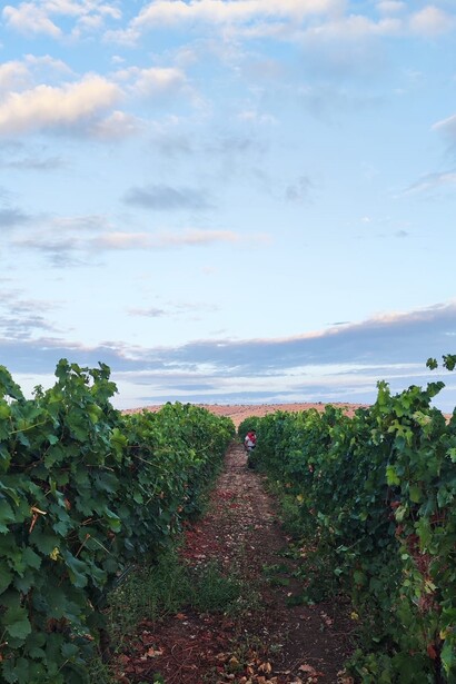 Il profumo delle uve mature riempie l'aria durante la vendemmia, preludio al miracolo della vinificazione