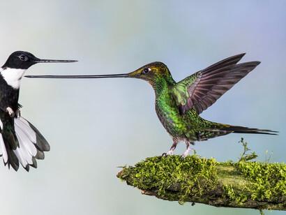Jan van der Greef, Finalist, "Touché", Category: Birds, The Netherlands