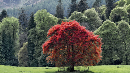 Haya europea en un bosque original