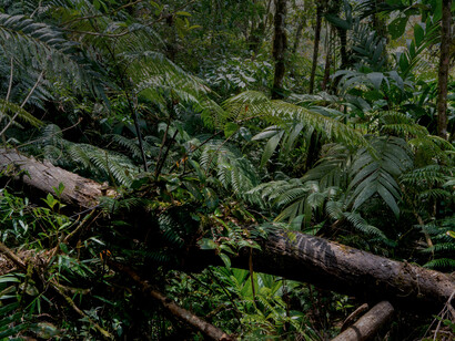 Vista de la selva en el Biotopo del Quetzal. Foto Willy Castellanos