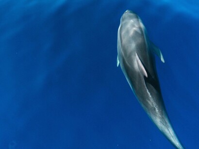 Especies de animales de gran inteligencia y susceptibles de ser consideradas personas