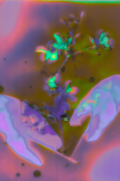 Ellie Pritts, Lightborne (detail), 2026. Courtesy of bitforms gallery