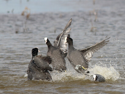 Common Coot in battle at RSPB Rainham Marshes © Gehan de Silva Wijeyeratne