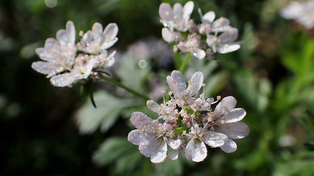 Coriandrum sativum. O coentro (Coriandrum sativum) é uma planta herbácea, de ciclo anual, com 15-50 cm de altura. A sua família (Apiaceae) apresenta espécies de elevado interesse económico (e.g. aipo, alcaravia, aneto, anis, cenoura, cerefólio, cominho, funcho e salsa), comportado cerca de 430 géneros e 3780 espécies repartidas por quatro subfamílias. O género Coriandrum compreende a espécie cultivada (Coriandrum sativum) e a espécie silvestre (Coriandrum tordylium)