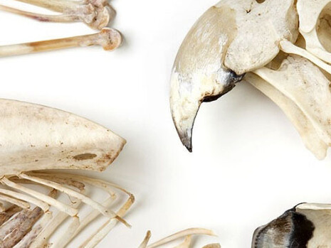 Zoology collections. Courtesy of Natural History Museum 