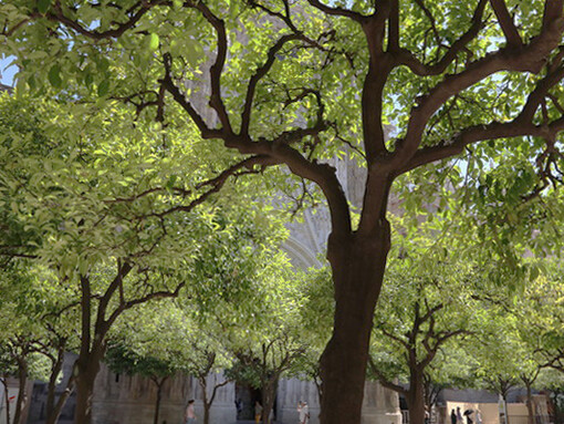 Orange Grove in Seville Cathedral © Gehan de Silva Wijeyeratne