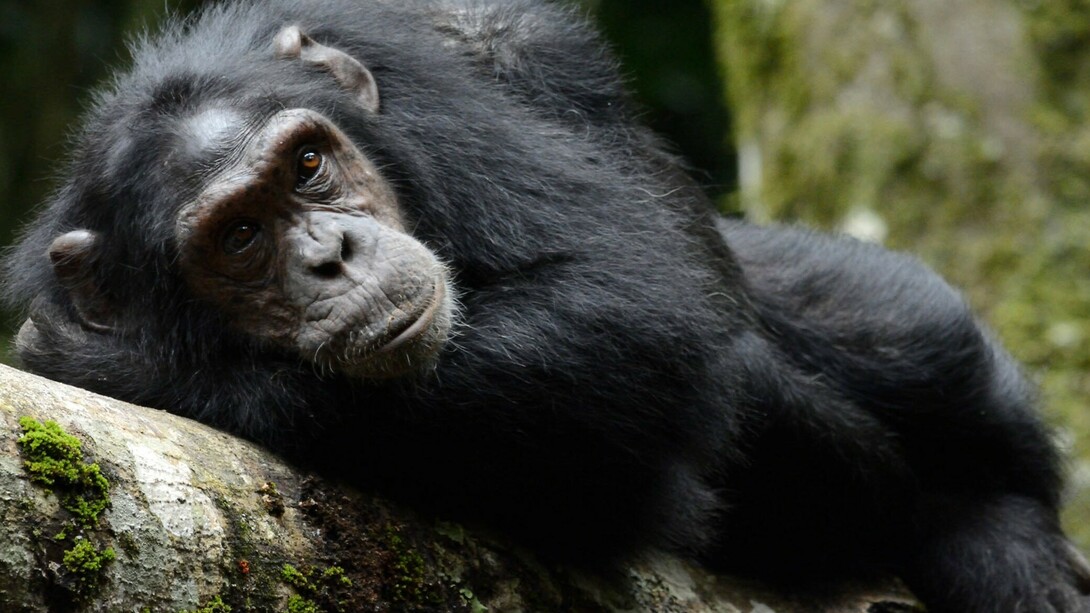 Gli scimpanzé comuni (Pan troglodytes) sanno riconoscere il valore terapeutico di molte piante che crescono nel loro territorio
