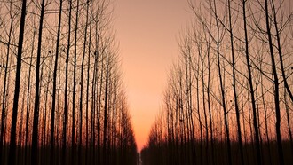 La timidez termina al fin de un camino sin evitaciones ni huídas