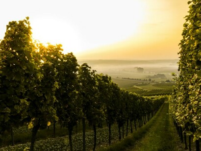 A breathtaking sunset over vineyard-covered mountains, setting the stage for a prestigious wine competition, judging panel, and celebratory awards event