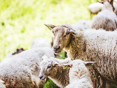 El insomnio, es una pandemia de veinticuatro horas cuyas causas son variadas