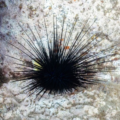 La tutela del riccio di mare, attraverso periodi di fermo biologico e raccolta regolamentata, è essenziale per preservare la biodiversità e garantire il futuro delle specie marine
