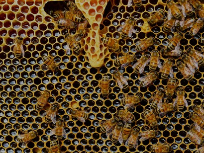 Abelhas fazem mel