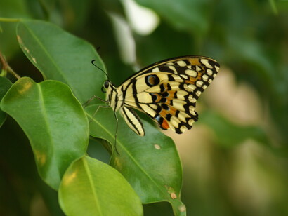 Farfalla
