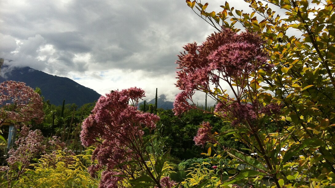 Bellezza naturale