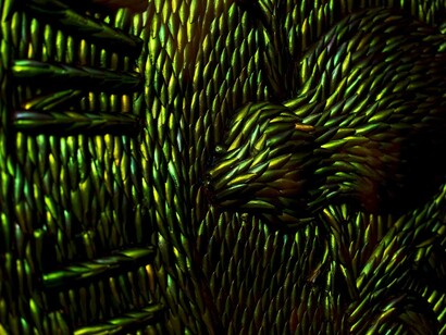 Jan Fabre. Courtesy of Museo di Capodimonte