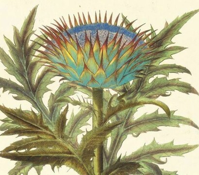 Hortus Eystettensis di Basilius Besler