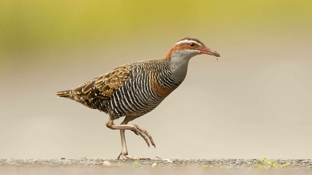 The Buff Banded Rail or 'Tikling' bird