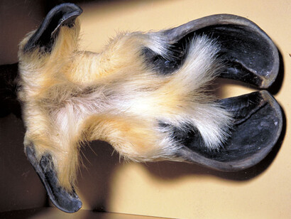 Mammal Gallery. Courtesy of Canadian Museum of Nature