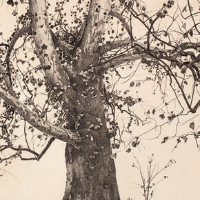 Sycamore Tree, Study for Pennsylvania Landscape, 1941 Andrew Wyeth (1917-2009). Ink and watercolor, 29 3/4 x 39 3/8 inches. Delaware Art Museum, Gift of Mr. and Mrs. William E. Phelps, 1964. © 2018 Andrew Wyeth/Artists Rights Society (ARS), New York.