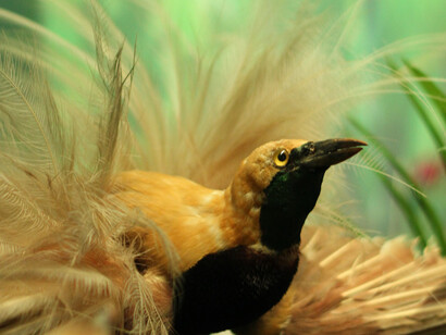Bird of Paradise. Courtesy of Grigore Antipa National Museum of Natural History