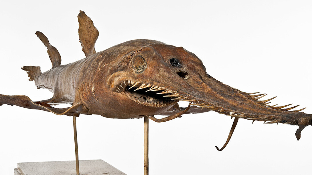 Fishes. Courtesy of Museum für Naturkunde