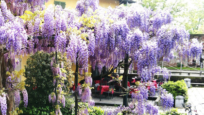 Trattoria lombarda