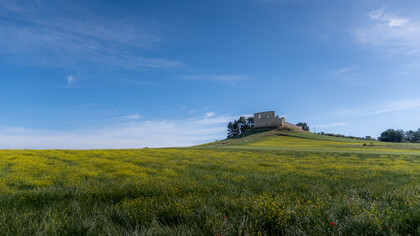 Scorcio su un prato fiorito, sullo sfondo il Castello di Gavrina, Bari, Italia