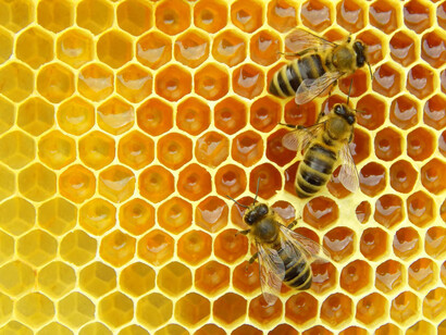 Panal de abejas