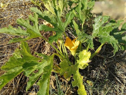Il fulcro del progetto consiste nell’autoproduzione di alimenti naturali biologici © Progetto Ubuntu