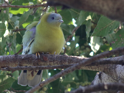 Yellow-legged Green Pigeon on fruiting Ficus trees at the Chambal Safari Lodge © Gehan de Silva Wijeyeratne