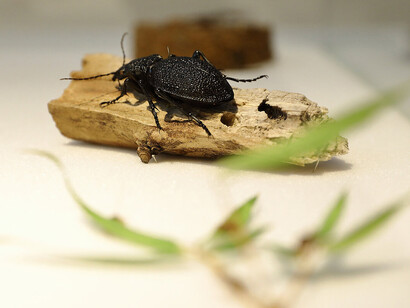 Schnee war gestern, ausstellungsansicht. Mit freundlicher genehmigung des Naturhistorischen Museums