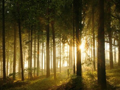 Sunlight cutting through a shadowed forest, symbolising the moment your inner sun begins to dawn after darkness