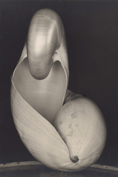 Edward Weston, Two shells, 1927. Courtesy of San Francisco Museum of Modern Art