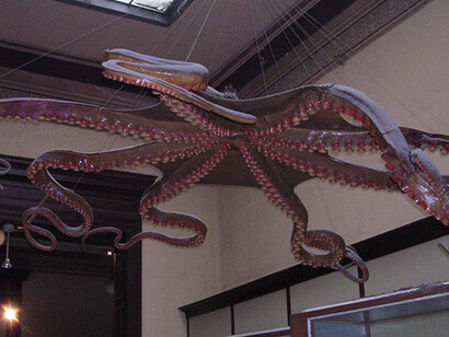 Zoología Invertebrados. Courtesy of Museo de La Plata