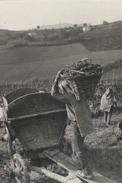Vendemmia del 1950 a Pavia, Italia