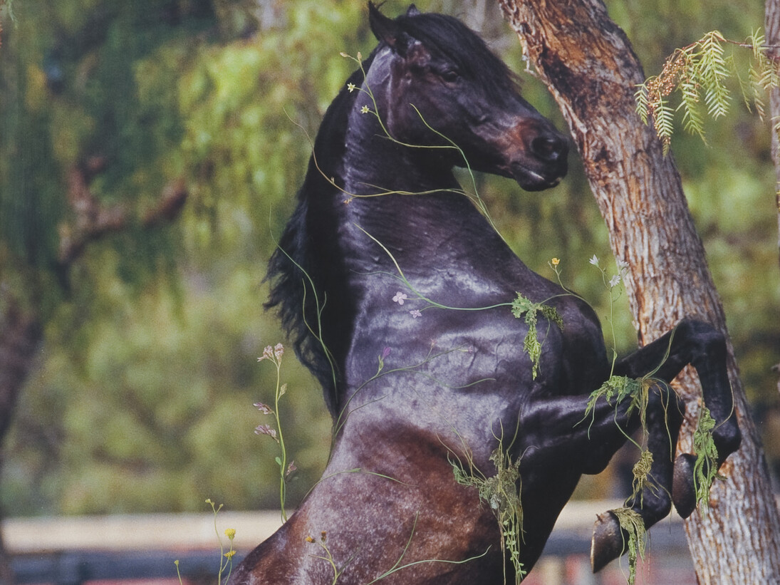 Chris Jones, Purlieu (detail), 2006, Courtesy of the artist and Vitrine
