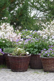 Cesti con Geranium violetti e Gaura lindheimeri 