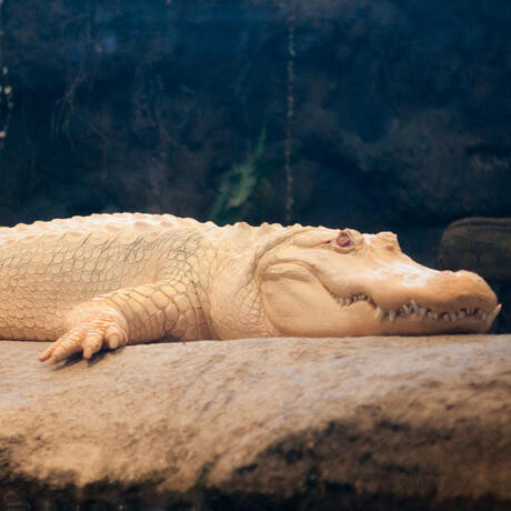 The Swamp. Courtesy of California Academy of Sciences