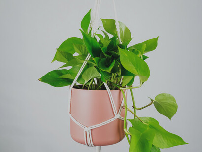 Le piante consentono di migliorare la qualità dell’aria nell’ambiente domestico