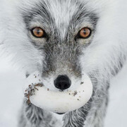 Wildlife Photographer of the Year. Courtesy of ROM 