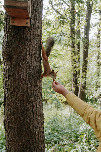Los parques limeños son escenario diario de enfrentamientos entre aves territoriales, ardillas invasoras y perros frustrados bajo la mirada pasiva o cómplice de los humanos