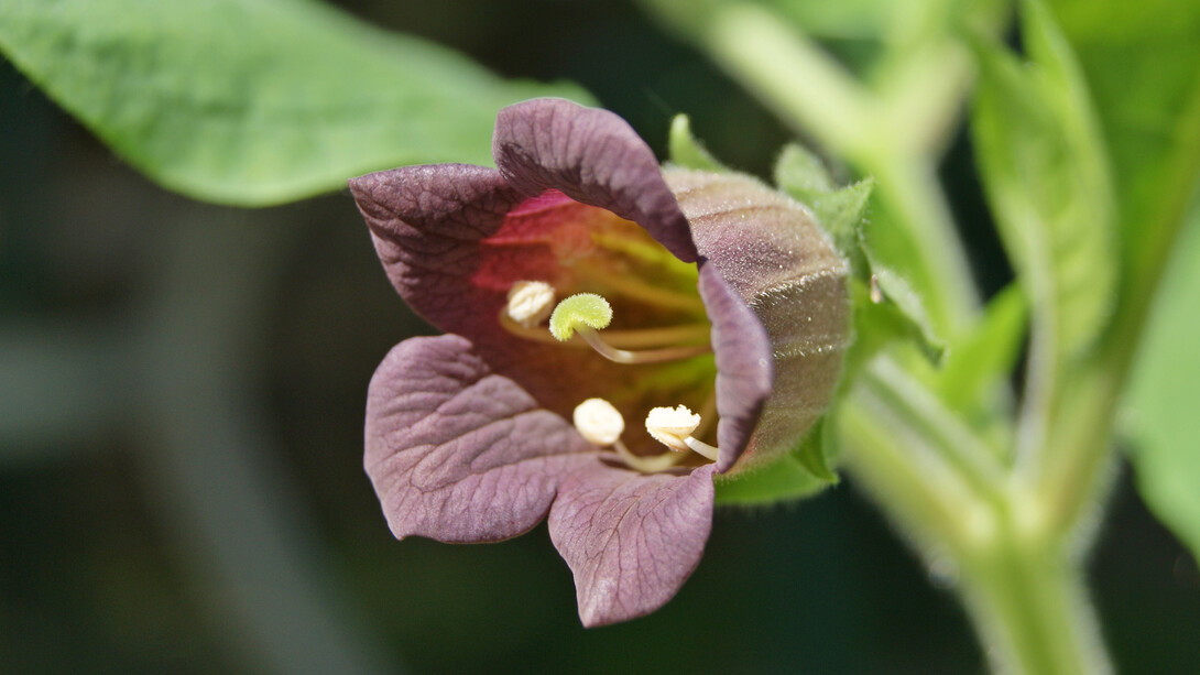 Belladonna (Atropa belladonna)