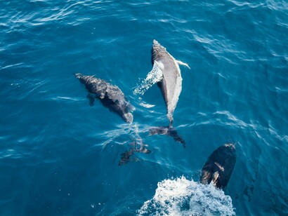 Tursiops aduncus