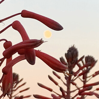 Brigitte Moeckli, Moon bubble III (detail), 2025. Courtesy of Walter Wickiser Gallery