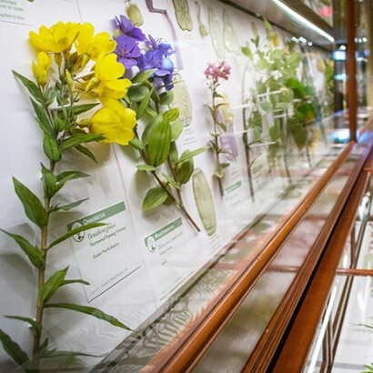 Glass Flowers. Courtesy of Harvard Museum of Natural History 