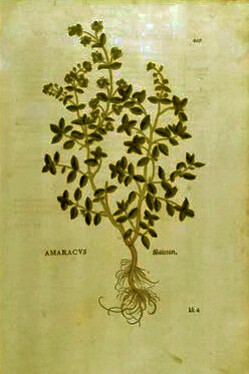 Amaracus, la pianta di maggiorana in un'antica tavola illustrata