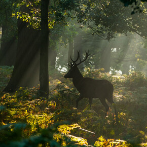 Sam Rowley, Radiant Deer (detail), photography, 60 x 40 cm
