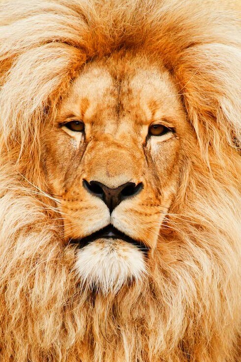Ho sempre desiderato vedere un leone. Da quando mio padre da piccola mi raccontava del suo volontariato in Sud Africa, dove per un parco naturale aiutava nei controlli antibracconaggio. La fierezza di questi animali e la loro pericolosità non sono mai stati un problema per una ragazzina come me